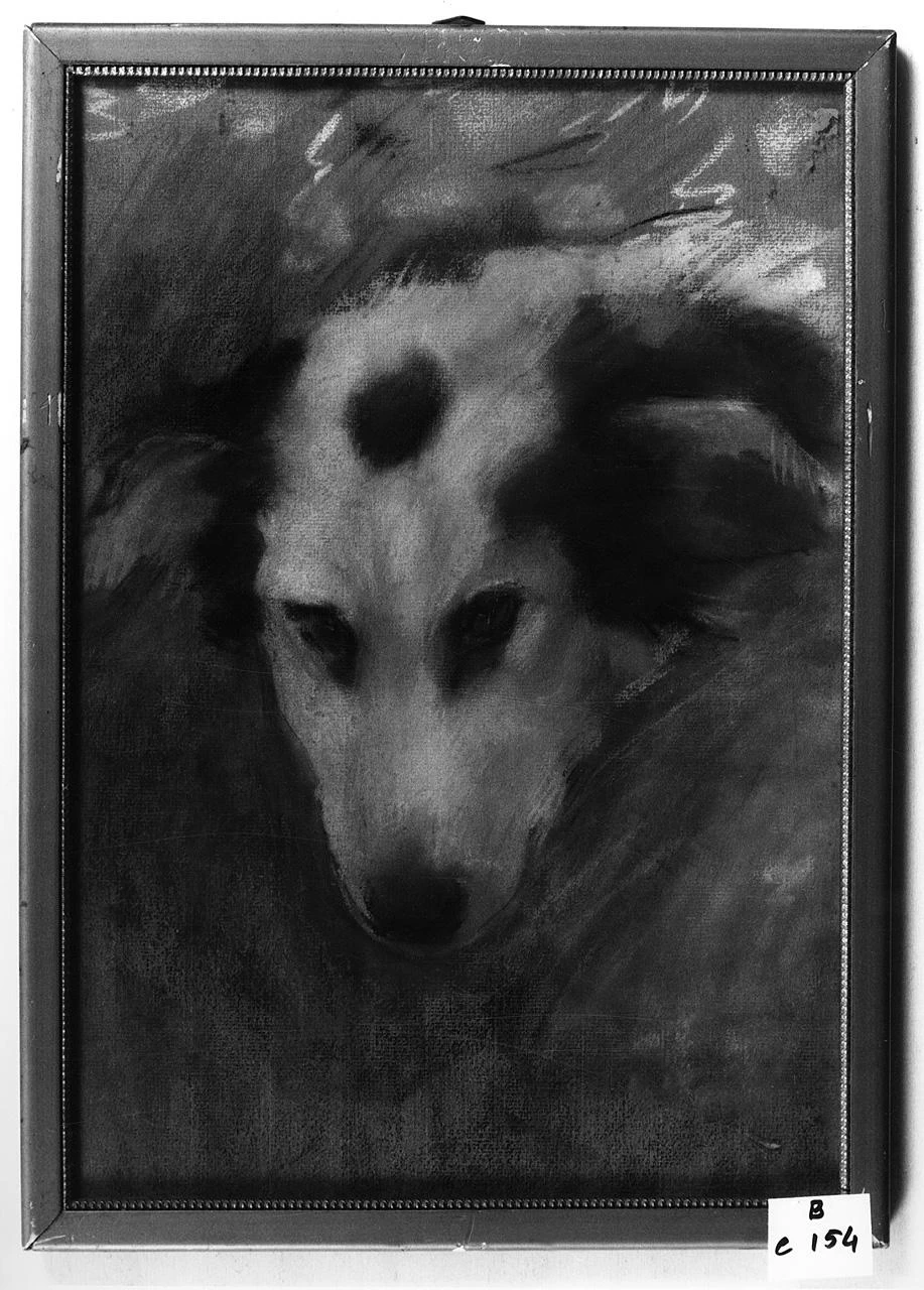 Testa di cane - Palazzo Galeotti, Museo Civico, Pescia